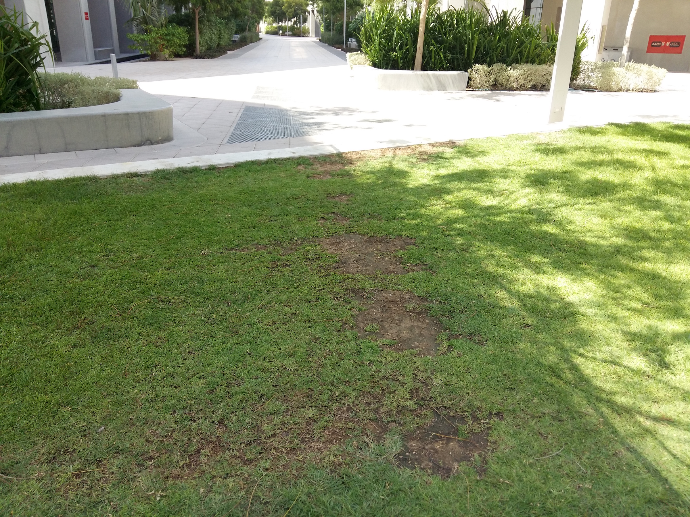 Desire Path on the East Plaza NYUAD